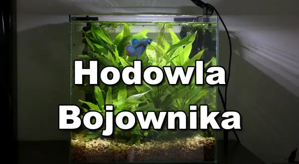 Bojownik w kuli ile żyje? W akwarium z roślinami pływa piękny, błękitno-czerwony bojownik.