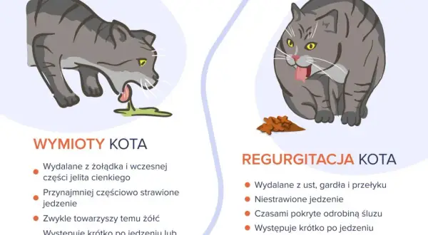 Ilustracja pokazuje dwa koty. Po lewej kot wymiotuje śliną i treścią żołądkową. Po prawej kot zwraca niestrawione jedzenie.