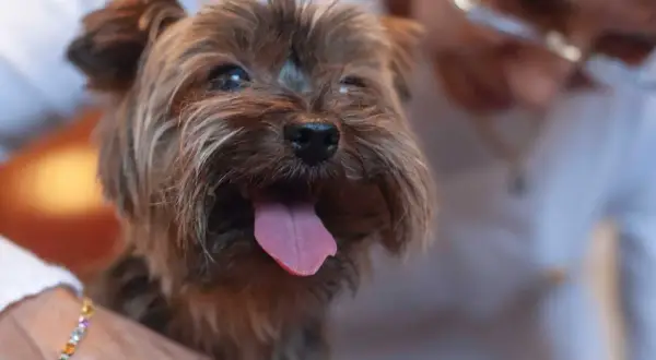 Yorkshire terrier z wystawionym językiem, trzymany przez osobę.