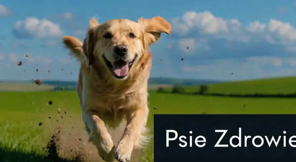 Szczęśliwy piesek biegnie przez łąkę, a na dole napis "Psie Zdrowie". Pamiętaj o antybiotyku dla psa, gdy jest chory.