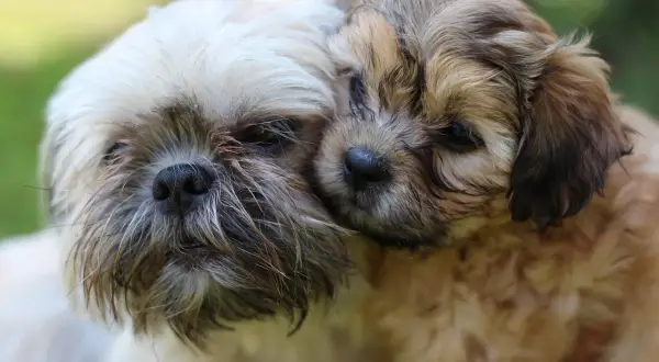 Dwa szczenięta rasy Shih Tzu przytulają się do siebie na tle zieleni.