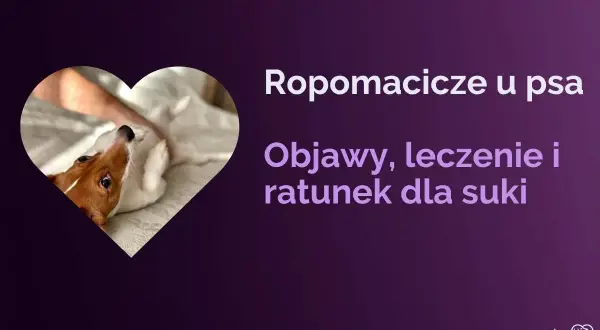 Uroczy piesek w kształcie serca. Tekst informuje o ropomaciczu u psa: objawy, leczenie i ratunek dla suki.