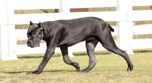 Czarny pies rasy Cane Corso idzie po trawie na tle białego płotu.