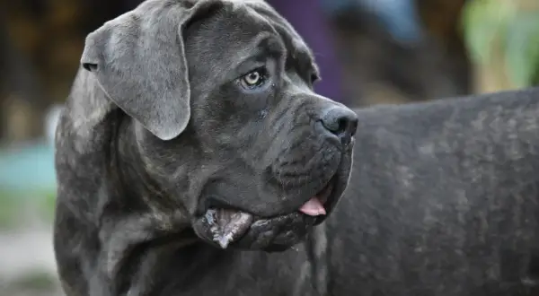 Potężny cane corso z niezwykłymi, niebieskimi oczami spogląda w bok, jego język lekko wystaje.