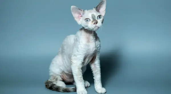 Uroczy kot rasy devon rex o falistej sierści i dużych uszach, z niebieskimi oczami, emanuje ciekawskim charakterem.