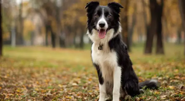 Czarno-biały border collie siedzi na tle jesiennego parku, z językiem na wierzchu.