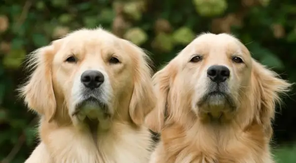 Dwa golden retrievery patrzą w obiektyw na tle zieleni.