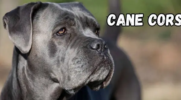 Portret szarego psa rasy Cane Corso z napisem "CANE CORSO".