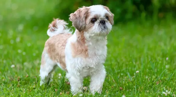 Shih tzu w kolorze białym i brązowym stoi na zielonej trawie.