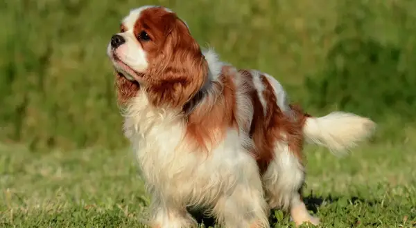 Uroczy cocker spaniel cavalier w brązowo-białe łaty stoi na zielonej trawie, patrząc w bok z zaciekawieniem.