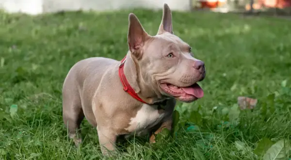 American Bully Classic w czerwonej obroży stoi na zielonej trawie.