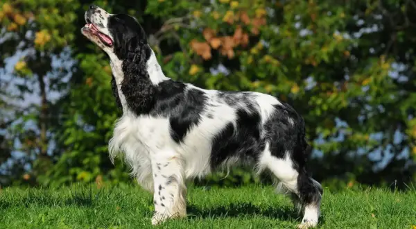 Elegancki springer spaniel angielski w czarno-białe łaty, z uszami opadającymi ku dołowi, stoi na zielonej trawie.
