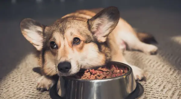 Smutny corgi leży obok miski z jedzeniem, mój pies nie chce jeść.