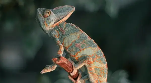 Kameleon na gałęzi, ciekawy świata. Zastanawiasz się, ile żyje kameleon? To fascynujące stworzenie!
