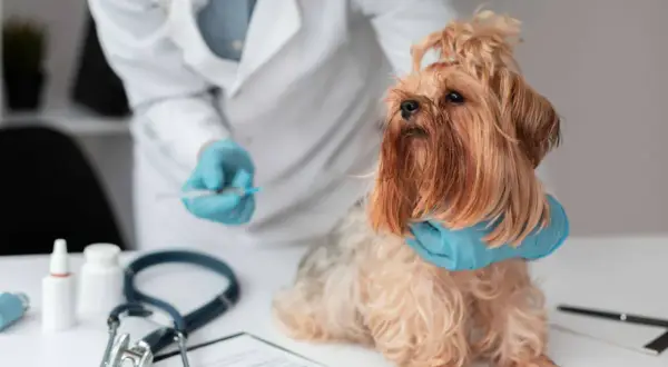Weterynarz podaje szczepienie na wściekliznę małemu psu rasy Yorkshire Terrier.