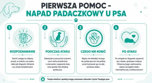 Pierwsza pomoc w napadzie padaczkowym u psa: rozpoznawanie, co robić podczas ataku, czego nie robić i postępowanie po ataku. Twoja wiedza uratuje życie.
