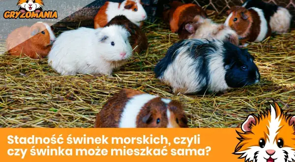 Kilka świnek morskich siedzących na sianie.