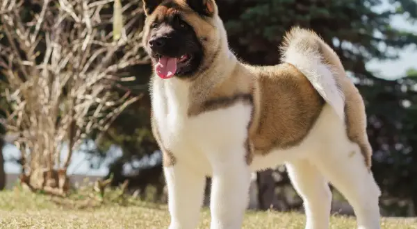 Akita amerykańska stoi na trawie, z językiem na wierzchu, na tle drzew.