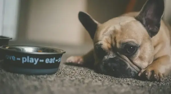 Smutny buldog francuski leży obok miski z napisem "love-play-eat". Może potrzebuje smecta dla psa?