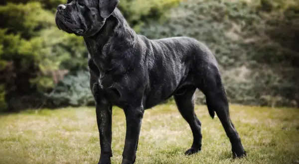 Potężny pies rasy Cane Corso o lśniącym, czarnym umaszczeniu stoi na trawie.
