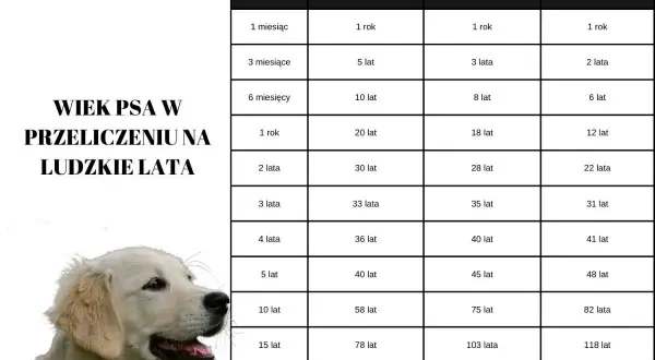 Tabela porównująca wiek psa w ludzkich latach, zależnie od jego wielkości. Dowiedz się, ile żyją psy!
