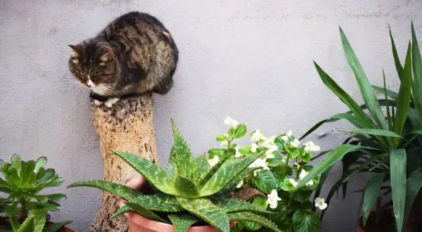 Kot siedzi na pniu obok aloesu. Czy aloes jest trujący dla kota? Warto to sprawdzić, zanim kotek się nim zainteresuje.