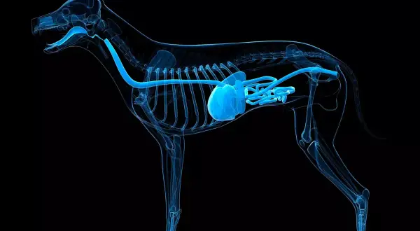 Anatomia psa z uwydatnionym przewodem pokarmowym, który może być dotknięty zapaleniem jelit u psa.