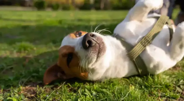 Pies rasy Jack Russell Terrier leży na plecach na trawie, patrząc w górę.