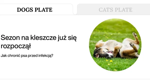 Szczeniak bawi się na trawie, podczas gdy sezon na kleszcze się rozpoczął. Czy kleszcze latają? Jak chronić psa?