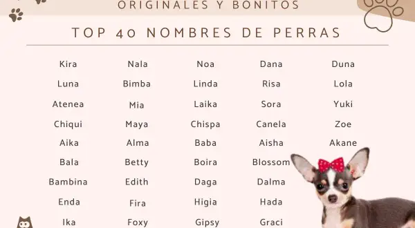 Lista TOP 40 imion dla małego psa, od Kira po Graci. Uroczy piesek z kokardką.