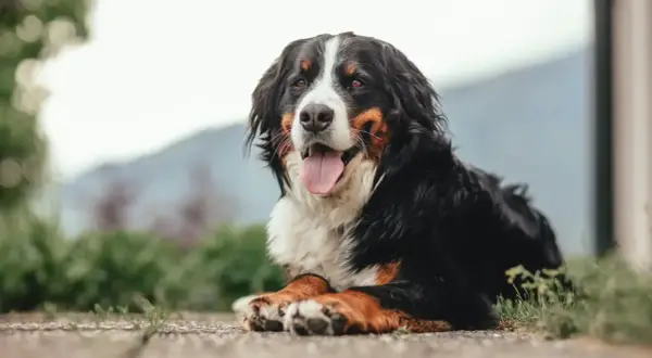 Bernese Mountain Dog lying down, panting happily outdoors.
