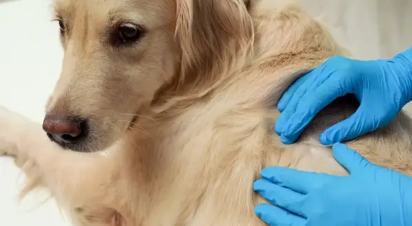 Weterynarz w niebieskich rękawiczkach bada guzek na sierści psa rasy golden retriever.