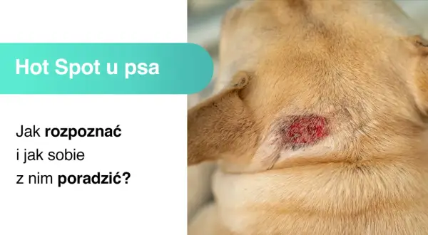 Widoczne jest zaczerwienione, sączące się **hot spot u psa** na jego karku. Tekst informuje o rozpoznawaniu i leczeniu tej dolegliwości.
