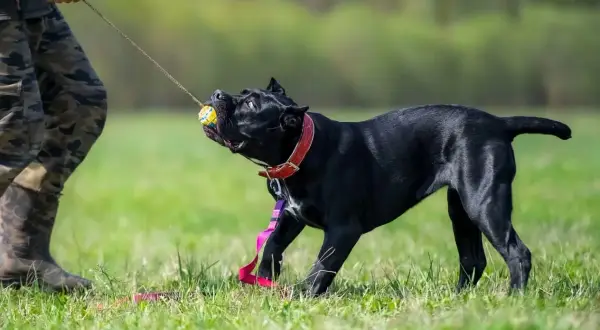 Czarny pies cane corso ciągnie za piłkę na smyczy, bawiąc się z człowiekiem na trawie.