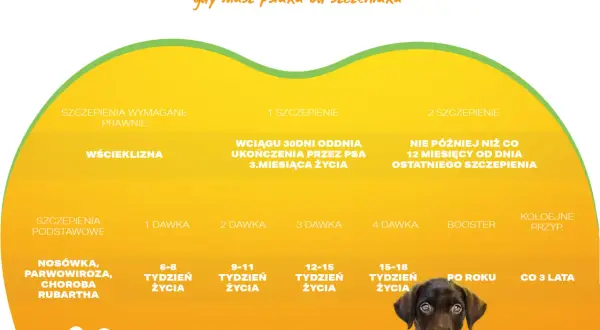 Grafika przedstawia fragment kalendarza szczepień dla psa z zaznaczonymi terminami i typami szczepień.
