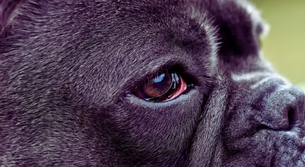 Zbliżenie na oko psa rasy Cane Corso. Widoczna jest błona migawkowa, czyli trzecia powieka u psa, lekko zaczerwieniona.