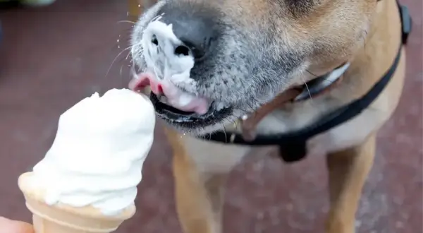 Czy psy mogą jeść lody? Ten piesek z pewnością cieszy się lodami, oblizując je z wafelka.