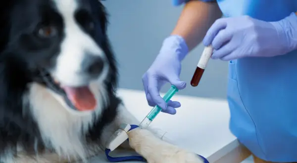 Weterynarz pobiera krew do badania od psa rasy border collie.