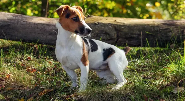 Jack Russell terrier ile żyje długo, nawet 15 lat! Ten energiczny piesek cieszy się życiem na łonie natury.