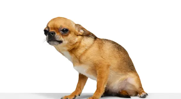 Mały piesek chihuahua w pozie jakby zjeżdżał na sankach, z zaciekawieniem spogląda w bok.