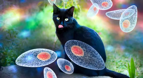 Czarny kot z zielonymi oczami, wokół niego unoszą się pasożyty Toxoplasma gondii. Toksoplazmoza u kota to poważny problem.