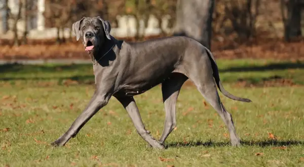 Niemiecki dog, o łagodnym charakterze, biegnie po trawie.