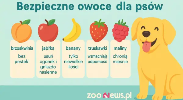 Jakie owoce może jeść pies? Brzoskwinie bez pestek, jabłka (bez gniazd nasiennych), banany (w małych ilościach), truskawki i maliny.