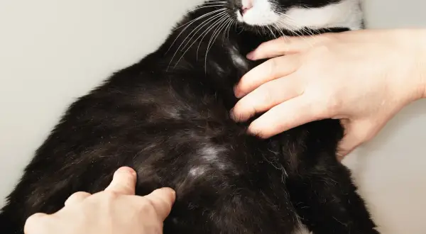 Dłonie badające czarną sierść kota, na której widać białe kłaczki i łupież.