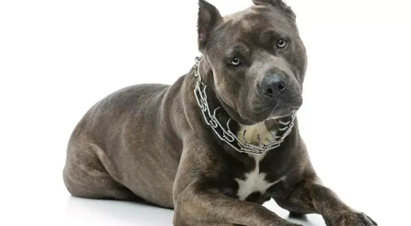 Szarobłękitny amstaff w metalowym łańcuchu leży na białym tle.