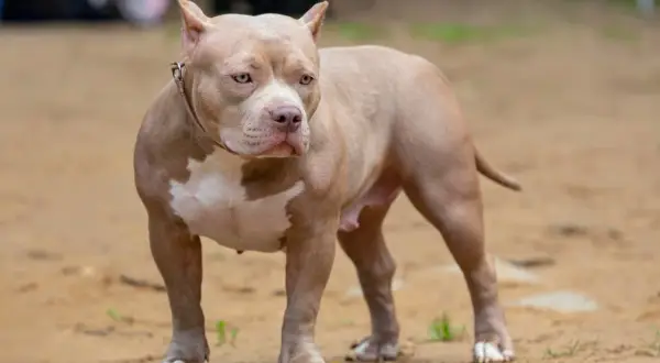 Potężny american pocket bully o beżowym umaszczeniu i białych znaczeniach stoi na piaszczystym podłożu.
