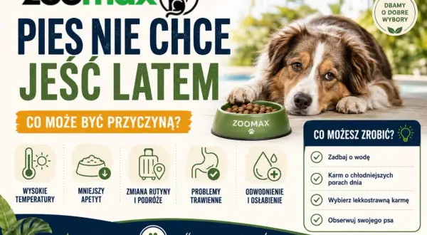 Pies nie chce jeść latem? Sprawdź przyczyny: wysokie temperatury, mniejszy apetyt, zmiana rutyny, problemy trawienne, odwodnienie. Co możesz zrobić? Zadbaj o wodę, karm chłodniej, wybierz lekkostrawną karmę.