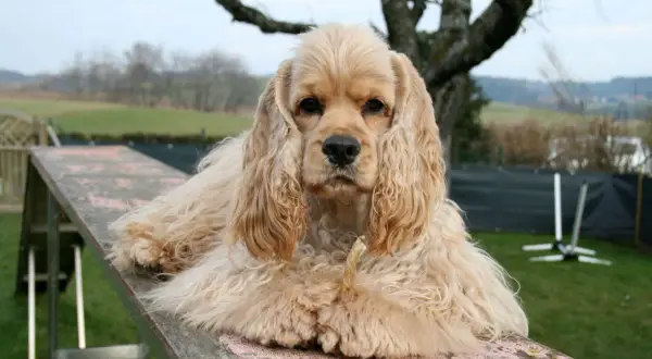 Jasnobrązowy cocker spaniel amerykański leży na drewnianej rampie, trzymając w pysku przysmak.
