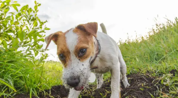 Pies rasy Jack Russell Terrier z brudnym pyskiem kopie w ziemi na tle zielonej trawy i nieba.