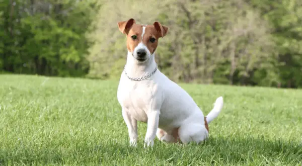 Uroczy piesek rasy jack russell terrier siedzi na zielonej trawie, gotowy do zabawy.